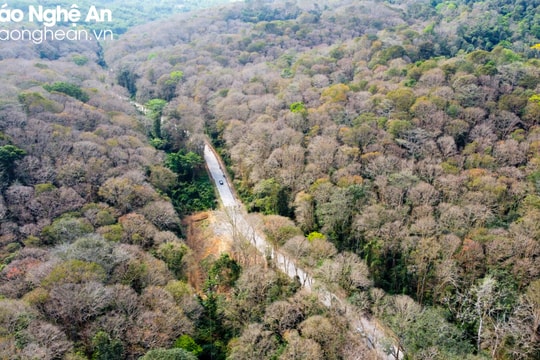 Chính phủ quy hoạch Nghệ An thành trung tâm lâm nghiệp ứng dụng công nghệ cao 