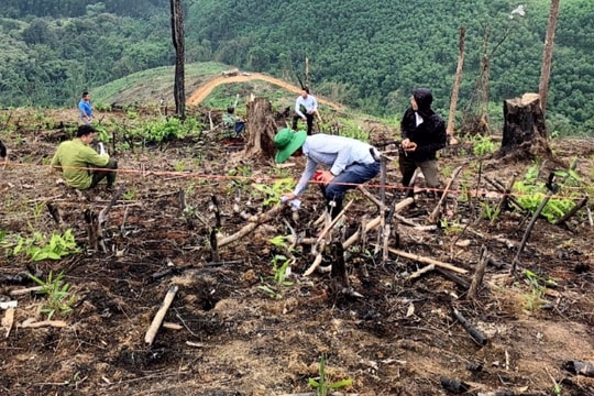 Làm rõ 3 vụ phá rừng, huyện Con Cuông xem xét đưa các đối tượng liên quan ra xét xử lưu động