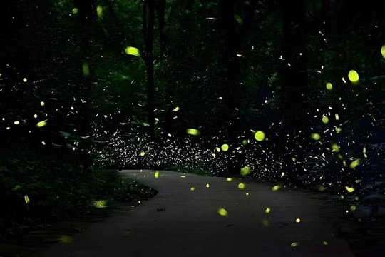 Tour đêm xuyên rừng, ngắm đom đóm tại Cúc Phương gây chú ý