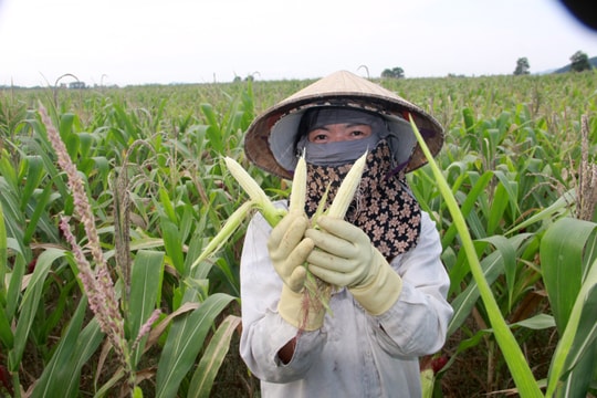 Hàng trăm héc-ta ngô ở huyện Tân Kỳ không có hạt vì hạn nặng