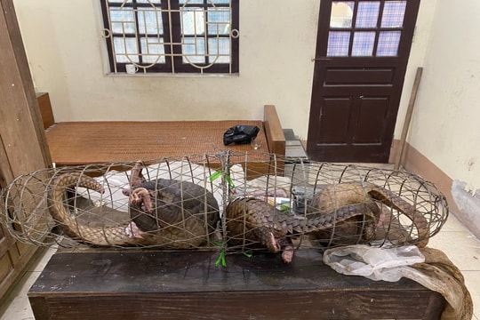 Những trường hợp nào sẽ bị truy cứu trách nhiệm hình sự vì vi phạm quy định về bảo vệ động vật nguy cấp, quý, hiếm?