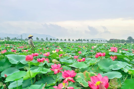 Busy farmers in President Ho Chi Minh 's hometown during the lotus season