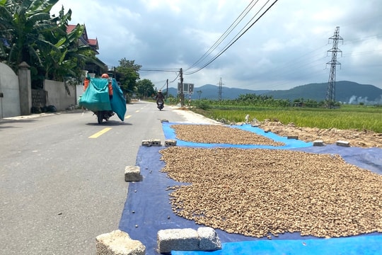 Nguy cơ mất an toàn giao thông khi lòng đường bị biến thành sân phơi thóc