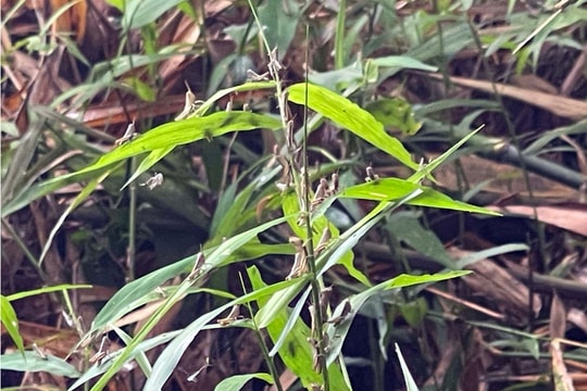 Châu chấu gây hại cho rừng mét ở huyện Tân Kỳ 