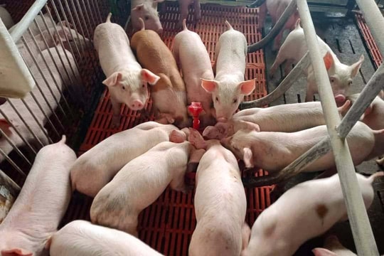 Giá lợn thịt tăng mạnh, người dân Nghệ An vẫn e ngại tái đàn