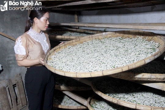 Nguy cơ mất nghề truyền thống trồng dâu nuôi tằm ở Tân Kỳ