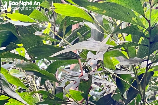 Sâu đo hại keo lần đầu tiên bùng phát ở Nghệ An 