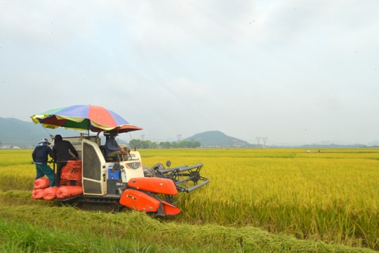 Nhộn nhịp thu hoạch lúa xuân ở Nghệ An