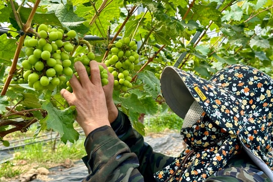 Nghệ An hướng tới xây dựng vùng chuyên canh nông nghiệp ứng dụng công nghệ số