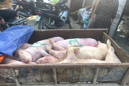 Phát hiện đối tượng vận chuyển lợn chết không rõ nguồn gốc ở Diễn Châu