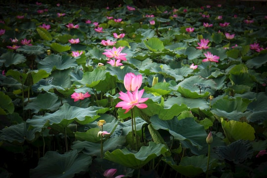 Ngát hương sen tháng 5 trên quê hương Bác Hồ