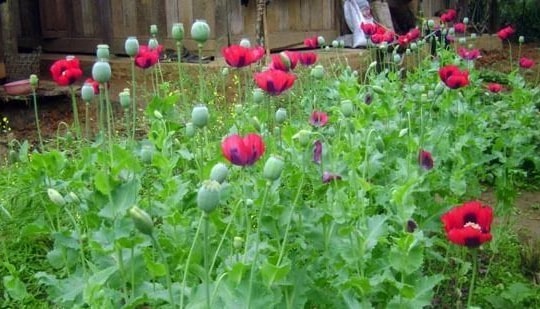 Trồng cây thuốc phiện trong vườn để làm thuốc có bị xử phạt không?