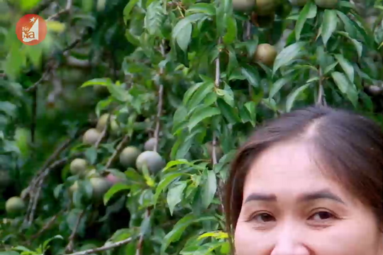 Về Mường Lống (Kỳ Sơn) dự Ngày hội hái mận