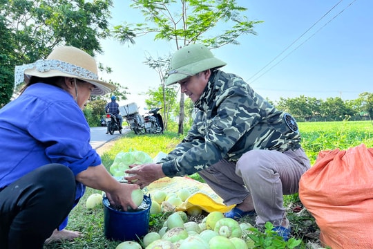 Dưa lê được giá, nông dân Nghệ An phấn khởi thu hoạch