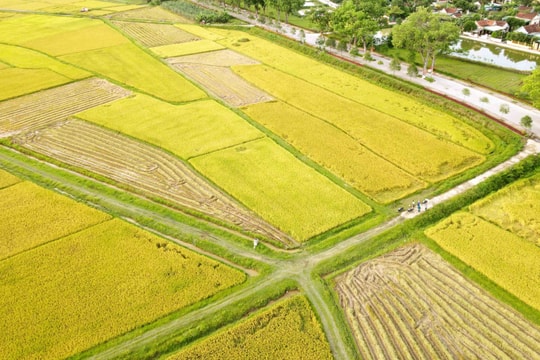 Mùa vàng trên quê Bác