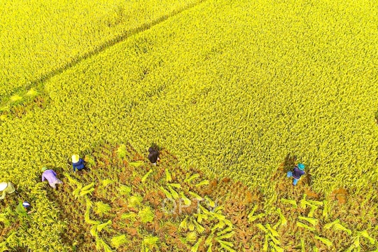 Các lực lượng, đoàn thể chung tay giúp người dân vùng cao thu hoạch lúa vụ xuân