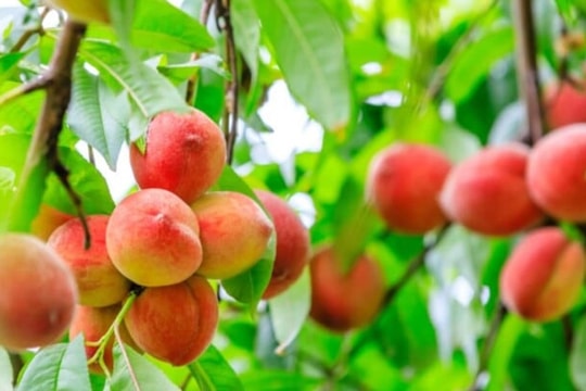 Ăn đào thường xuyên có thể hỗ trợ ngăn ngừa ung thư?