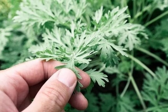 Tác dụng tuyệt vời của ngải cứu với sức khỏe