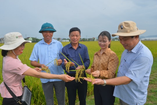 Hội thảo mô hình sản xuất lúa hữu cơ, liên kết bao tiêu sản phẩm ở Yên Thành 