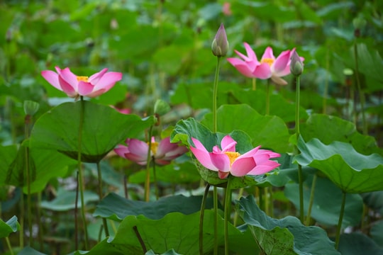 Hoa sen khoe sắc trong dịp Kỷ niệm 134 năm sinh nhật Bác Hồ kính yêu