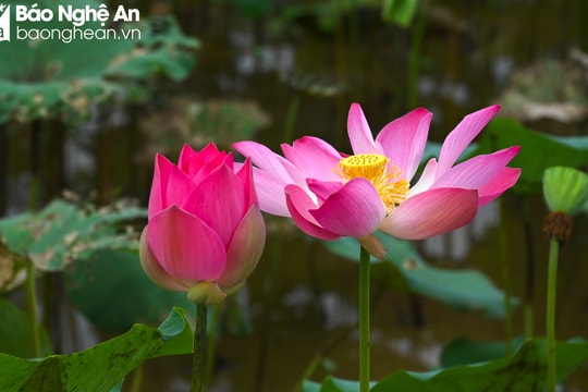 Dự báo thời tiết Nghệ An ngày 19/5