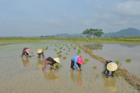 Nông dân Nghệ An tích cực làm đất, gieo cấy lúa vùng sâu trũng để chạy lụt