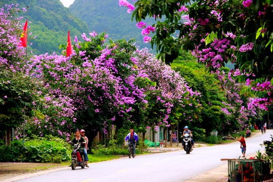 Tím ngắt những cung đường bằng lăng ở miền Tây xứ Nghệ