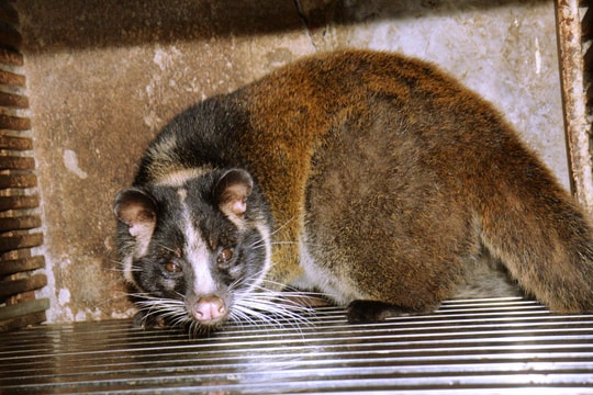 Lão nông người Thái ở Kỳ Sơn nuôi thành công cầy vòi mốc