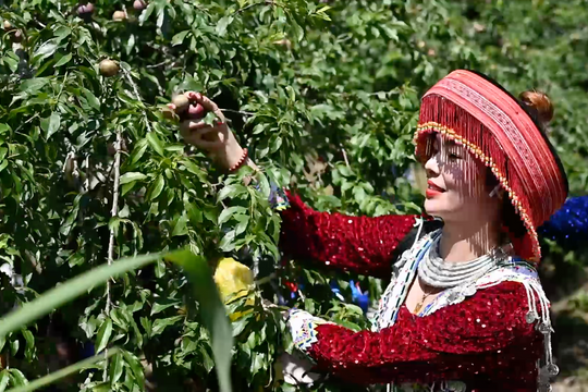 Lên cổng trời Mường Lống xem ngày hội hái mận