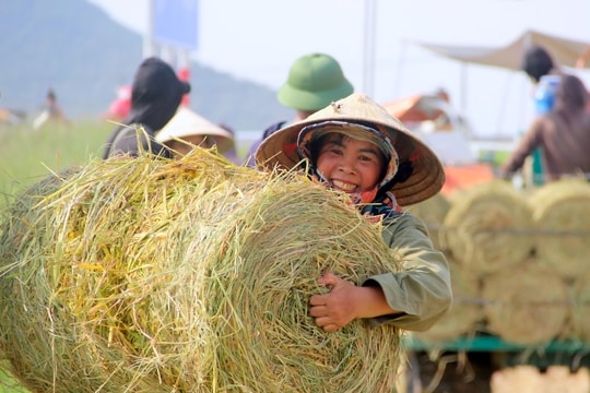 Nhộn nhịp thu hoạch rơm trên các cánh đồng xứ Nghệ