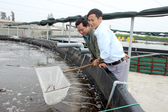 Người nuôi tôm tại Nghệ An thận trọng thả lứa mới