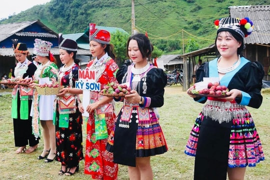 Hấp dẫn mùa mận tam hoa nơi 'cổng trời' xứ Nghệ 