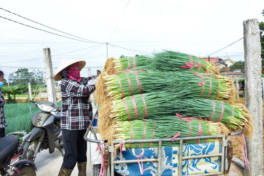 Hành hoa ở Nghệ An tăng giá gấp đôi