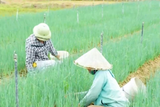 Hành hoa tăng giá mạnh, nông dân lãi khá