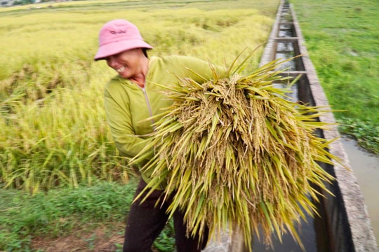 Năng suất lúa xuân Nghệ An ước đạt 69,15 tạ/ha, cao nhất từ trước tới nay 