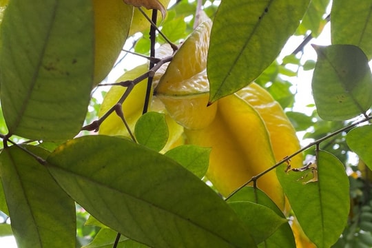 Tác dụng bất ngờ của khế với sức khỏe