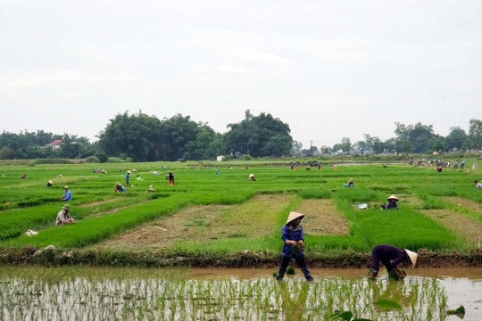 Khẩn trương sản xuất lúa vụ hè thu ở vùng chạy lụt Châu Nhân