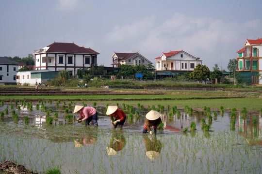 Nghệ An đẩy nhanh tiến độ sản xuất vụ hè thu 