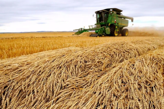 Phương Tây lo ngại Nga ngày càng kiểm soát ngành ngũ cốc 