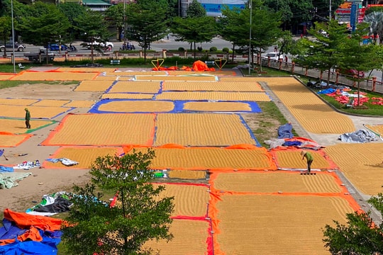 Phường nội thành Vinh 'mời' người dân phơi lúa trong sân vận động