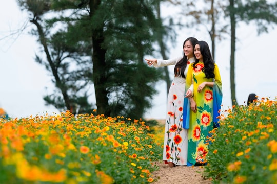 Làm gì để hoa cúc biển mãi là biểu trưng du lịch biển Cửa Lò?