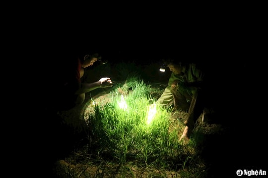 Nông dân Nghệ An nhổ mạ, cấy lúa đêm tránh nắng nóng