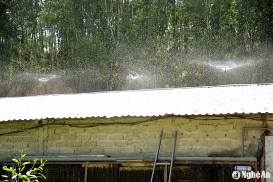 Người dân Nghệ An căng mình chống nắng nóng cho vật nuôi