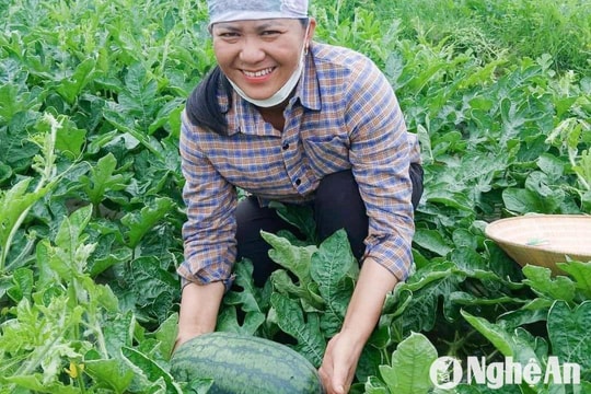 Dưa hấu Nghệ An đang rộ vụ thu hoạch vẫn ‘đắt hàng’