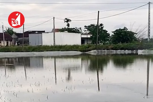 Hơn 2.000 ha lúa ở Yên Thành bị ngập sau mưa lớn