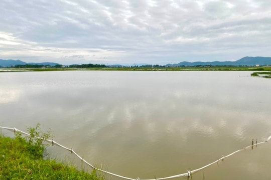 Mưa lớn làm ngập hơn 2.000 ha lúa ở Yên Thành