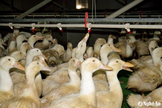 Nông dân miền núi Nghệ An thu tiền tỷ từ nuôi vịt trong nhà