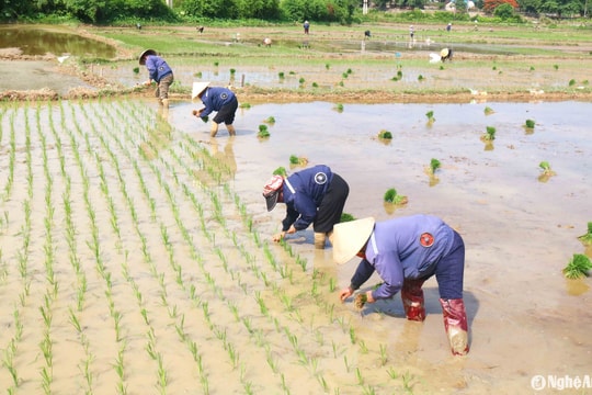Nông dân Nghệ An lên mạng tìm thuê người đi cấy