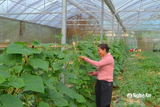 Khôi phục mô hình nhà lưới bỏ hoang ở vùng cao Nghệ An