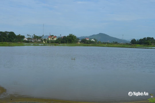 Hơn 500 ha lúa ở Yên Thành vẫn ngập sâu, nhiều diện tích phải gieo cấy lại